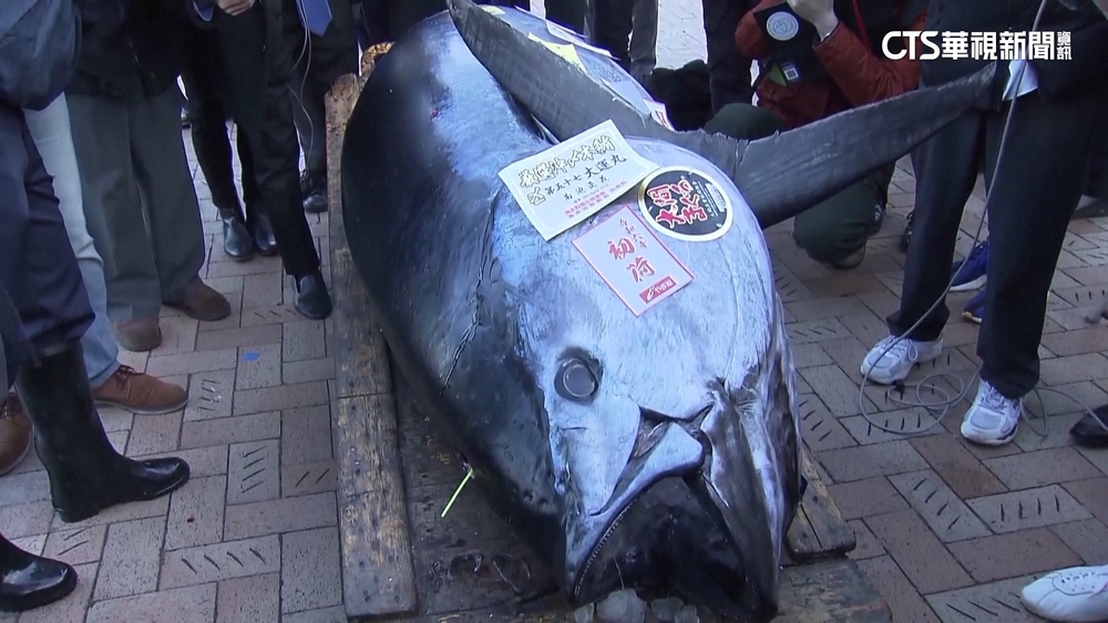 日本豐洲「第一鮪」拍出　4年來首次突破1億日圓