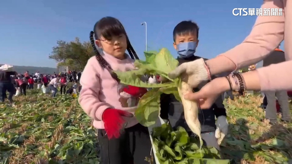 戰鬥力驚人！5千人拔蘿蔔　3公頃3萬條「7分鐘」拔光