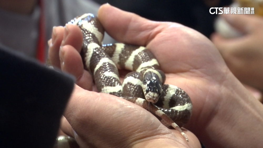 「蛇」我其誰？女友養蛇媽嫌棄　網友怨：媽媽冷血動物