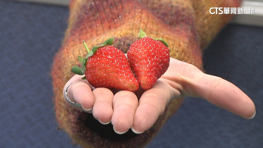 挑草莓不是「愈大愈好」　農糧署教草莓挑選、保存小撇步