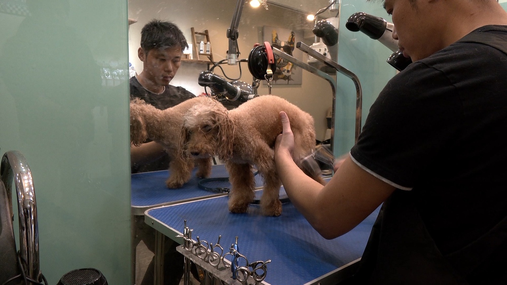 未來十年做啥最賺？　專家：寵物.悅己.自媒體經濟