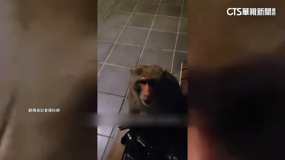 遇獼猴搶背包　女大生現場與猴談判一度僵持