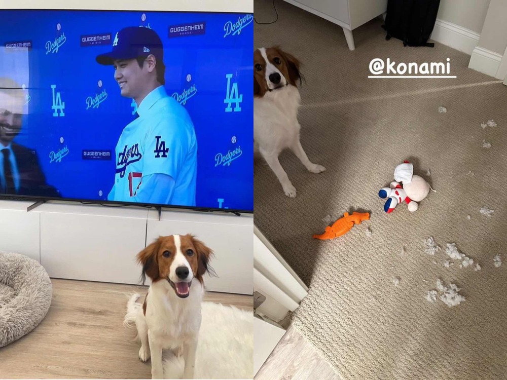 大谷翔平愛犬「Decoy」咬壞代言娃娃　神情無辜讓他哭笑不得