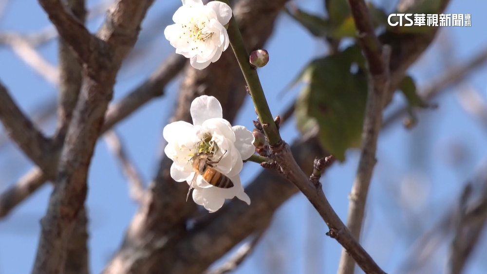 防春節塞車地雷　公路局推客運85折.大客車優先