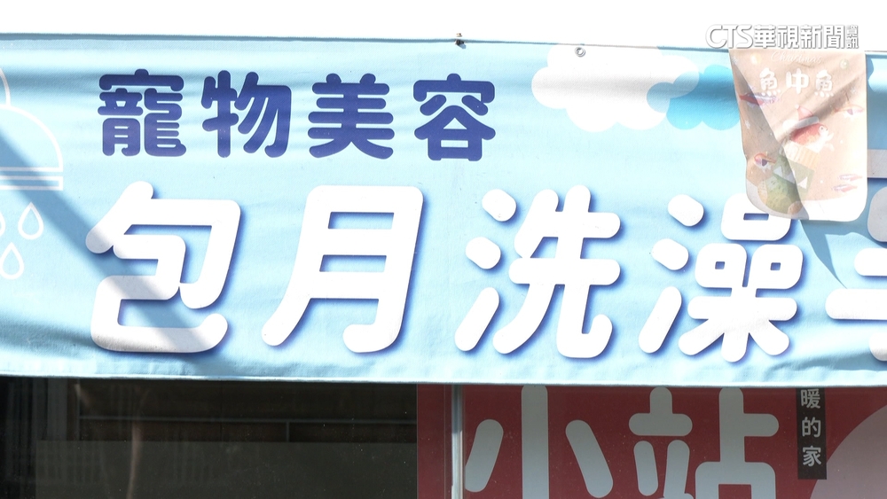 英國短毛貓送店洗澡　遇水癱軟亡.飼主控遭嗆死