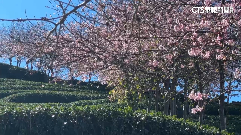 限定美景！　南投「粉紅巨龍」盤旋.台中鬱金香綻放