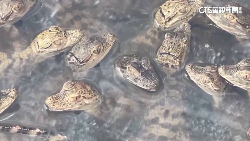 提前抗寒！　學甲魚塭仰賴防風林.鱷魚場裝加熱棒