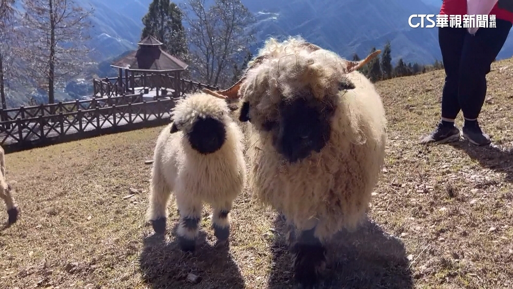 清境笑笑羊母嬰見客　「羔羊跪乳」萌翻遊客