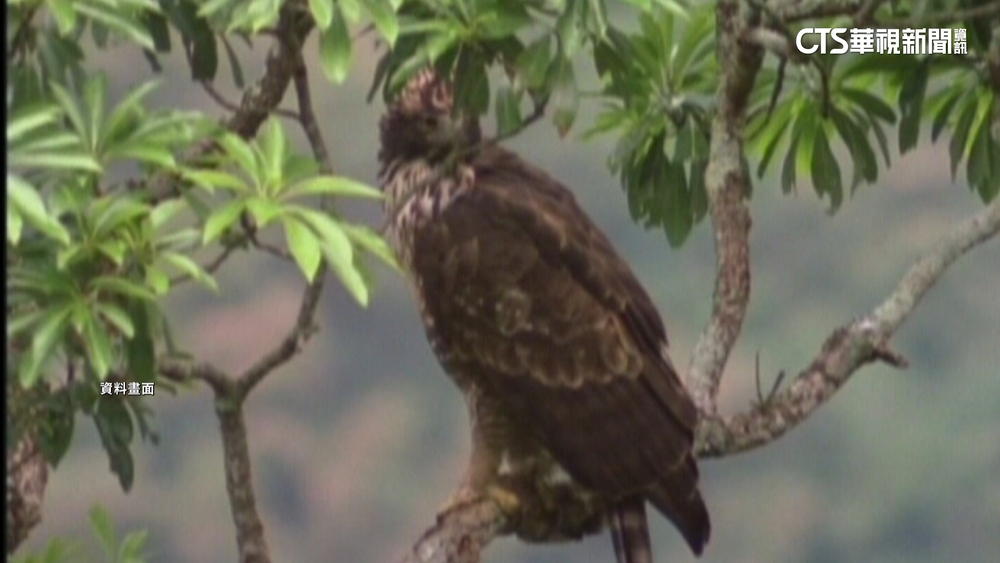 塔塔加步道撿「鷹羽」賣...罰4萬　玉管處：石頭都不能撿