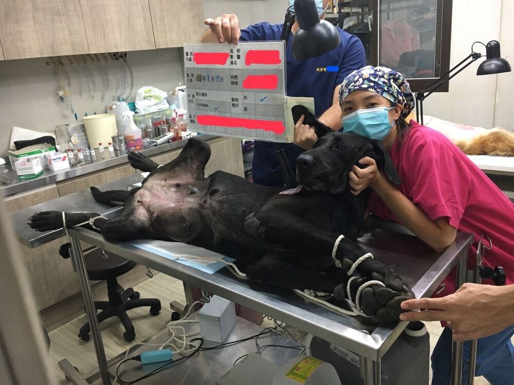 新北市犬貓絕育補助開放申請！最高補助2000元