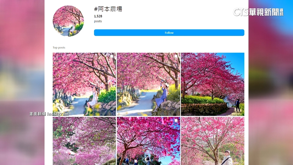 網美也愛！南投水里櫻花園開放賞夜櫻　限定40人/日