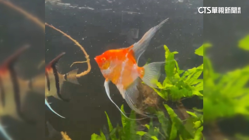 觀賞魚年產值逾40億　業者花錢花心思抗寒防凍