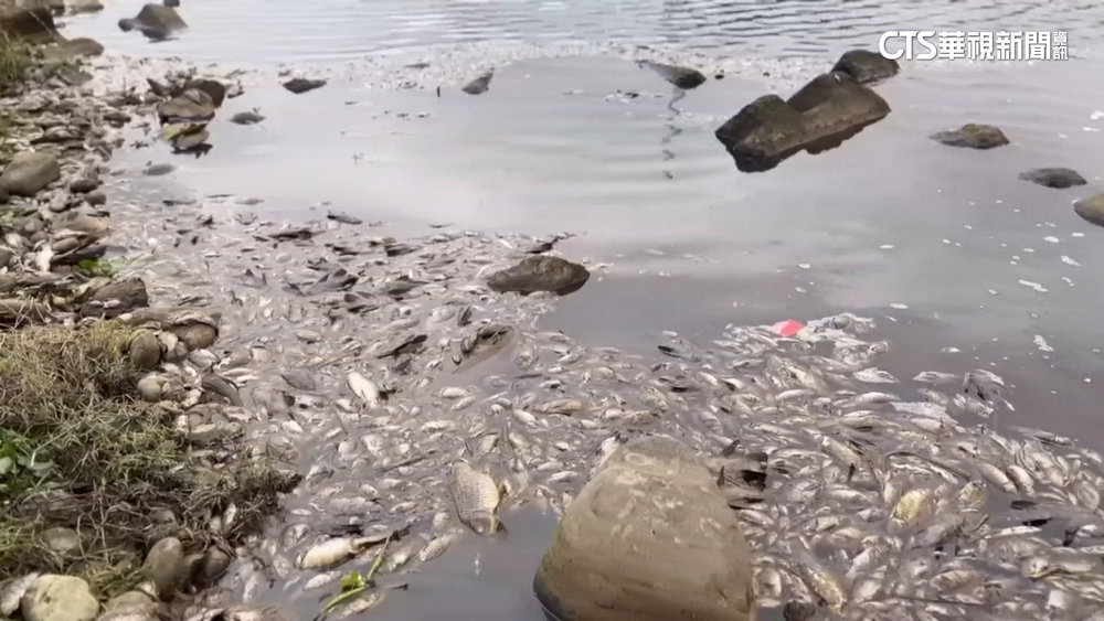 廠區管線破鹽酸外洩　大堀溪上萬魚屍　科慕：配合調查