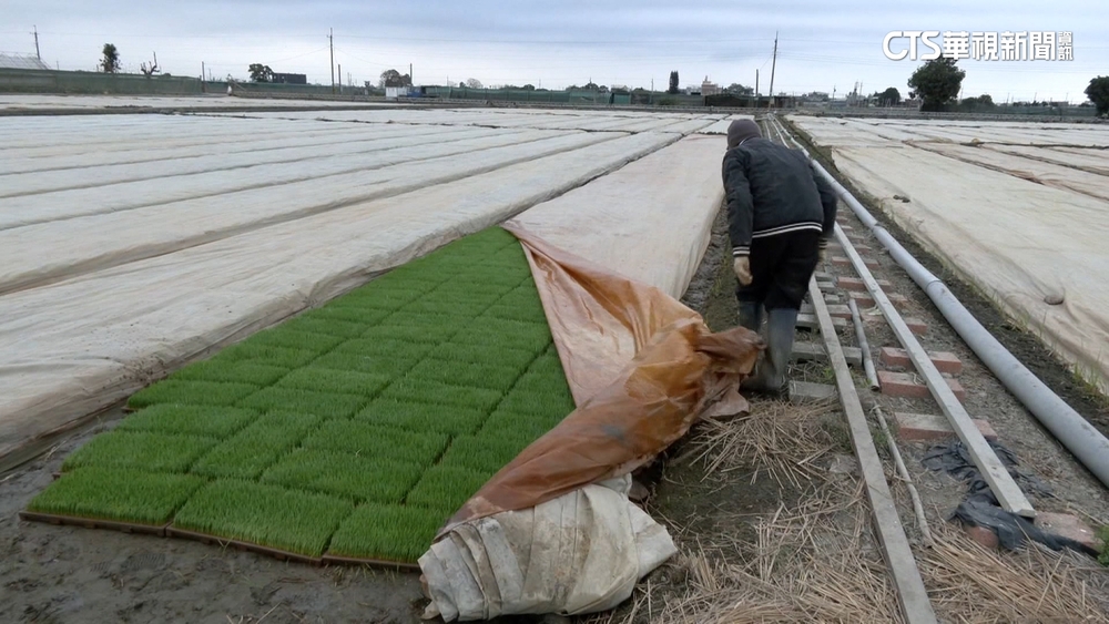 防寒作戰！秧苗蓋帆布如「蓋被」　果農架網擋風護草莓