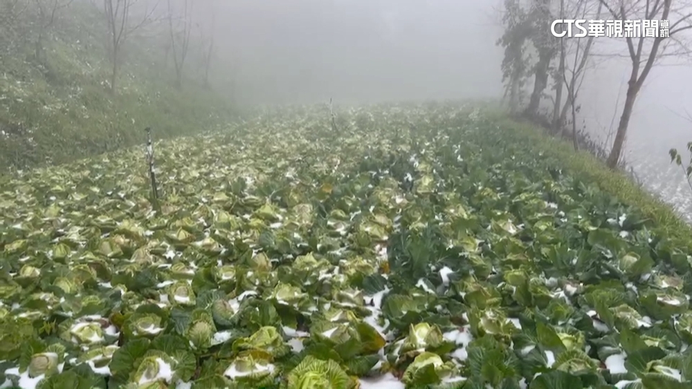 新竹尖石高麗菜被積雪「活埋」　農損估逾80萬