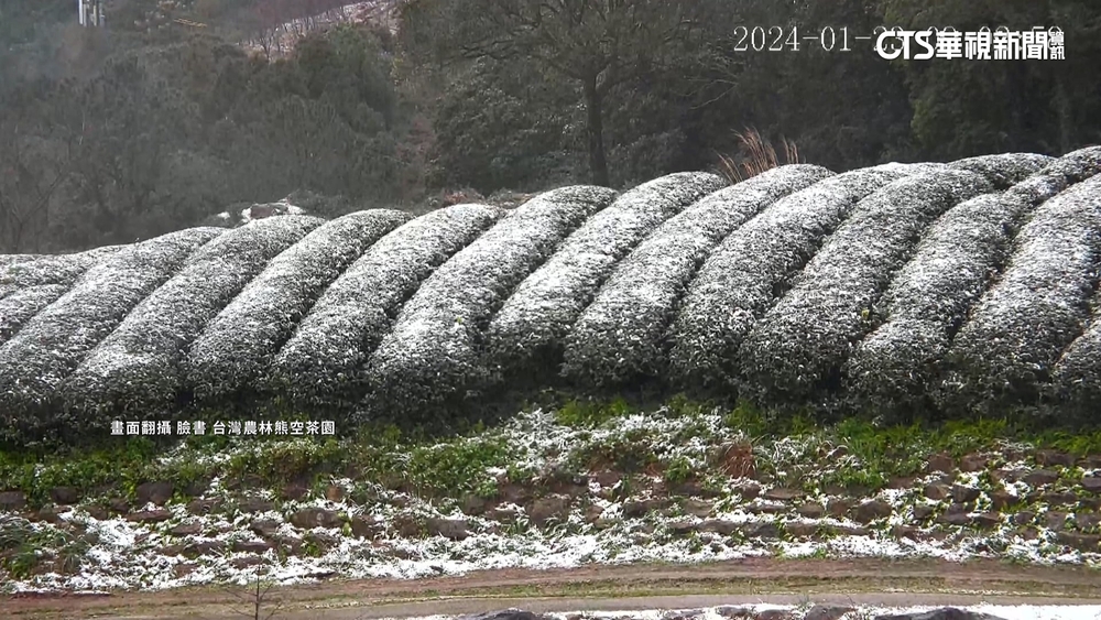 三峽隔8年再降冰霰　85歲嬤追雪.小童挖融冰