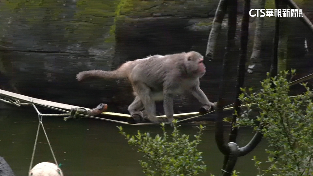 動物園也拚抗寒！　「黑糖薑茶」助靈長類保暖