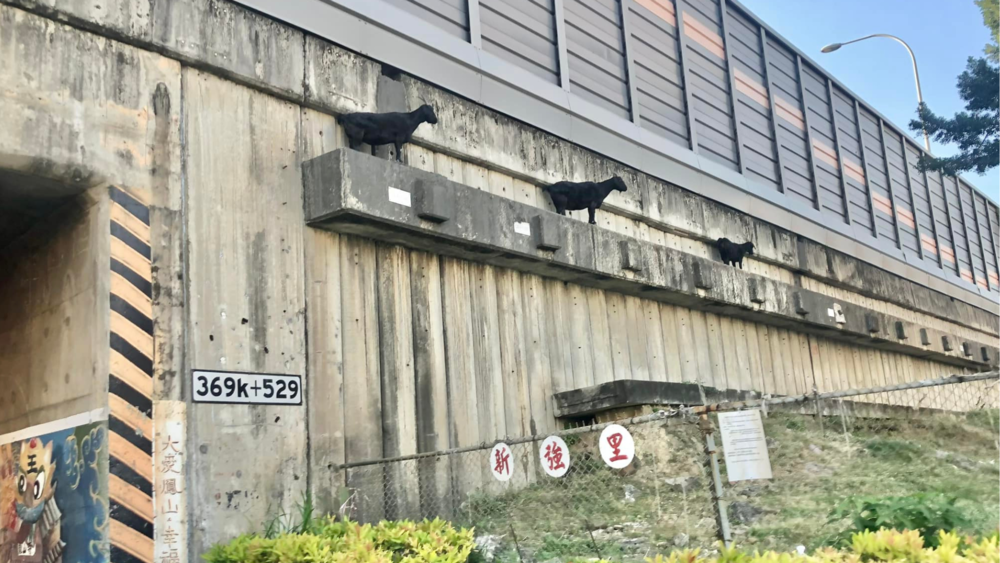 高雄鳳山見「三羊排排站」誤以為是裝置藝術　網笑：還好不是在岡山