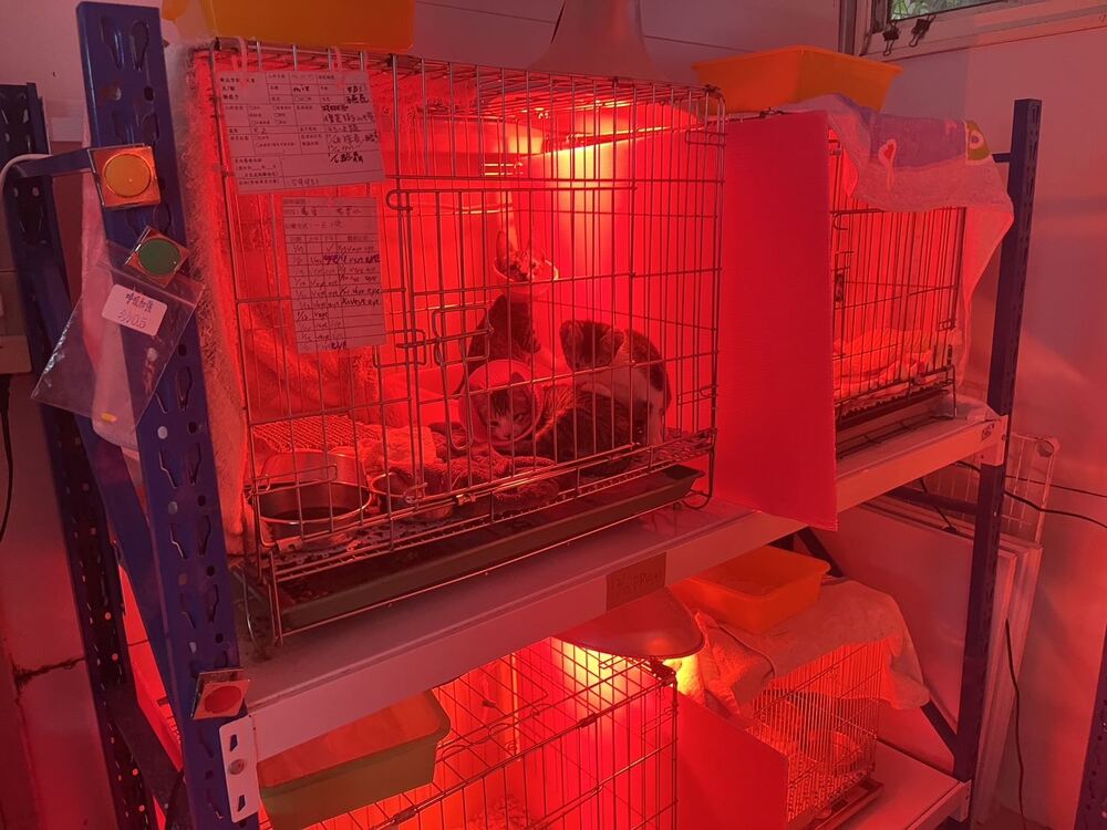 圖片來源 新北市動保處