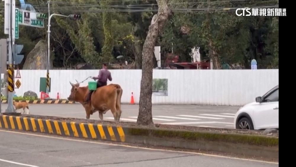 回到農村時代？　埔里阿伯騎牛牽狗過馬路　警：違規