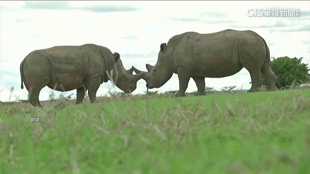 北方白犀牛瀕絕種　科學家成功實施「代理孕母」計畫
