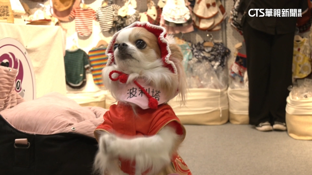 毛小孩過好年！　高檔寵物年菜.手繪春聯.髮飾買氣旺