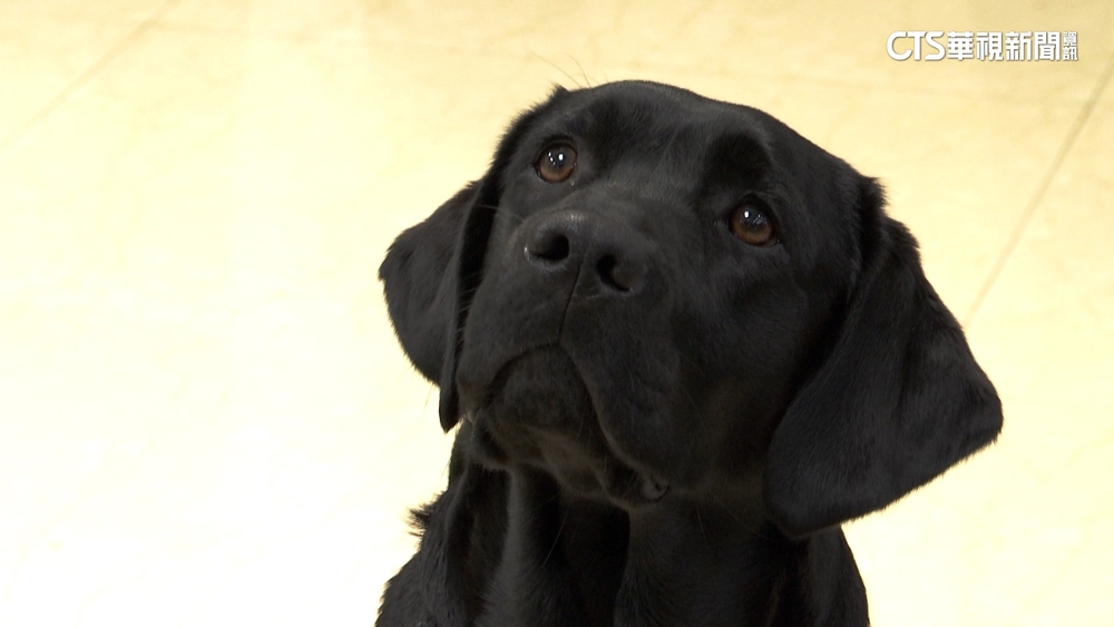 全台首隻！　電子產品偵測犬「Wafer」能嗅虛擬冷錢包