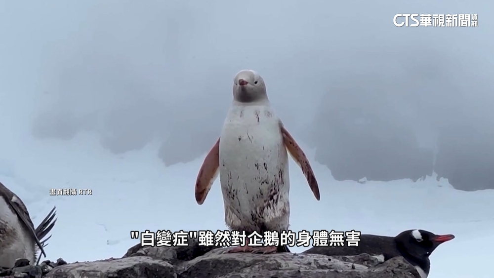「白企鵝」現蹤南極！　獸醫：沒有害但「易成目標」