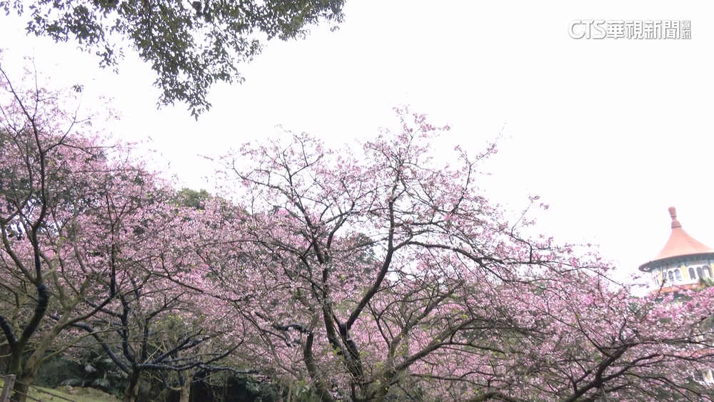 北台灣賞櫻熱點！　淡水天元宮台灣山櫻綻放