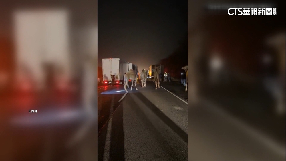 馬戲團拖板車印州公路起火　駱駝獲救路邊閒逛