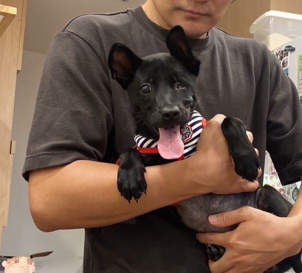 圖／新北市政府動保處