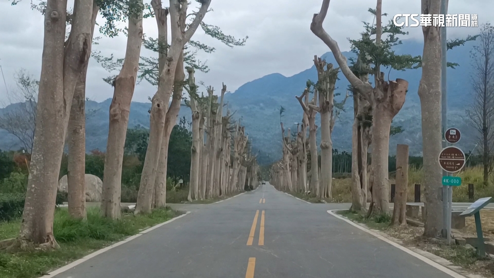 台東小葉欖仁修剪「全被斷頭」　遊客扼腕：很可惜