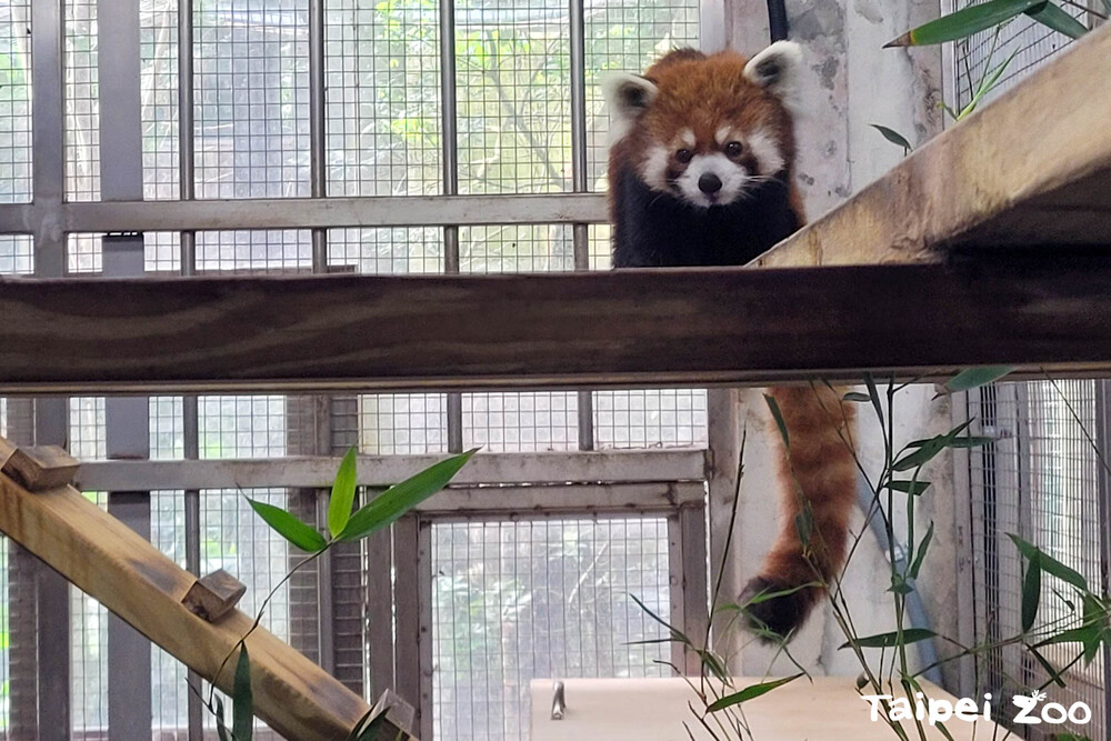 圖片來源 台北市立動物園