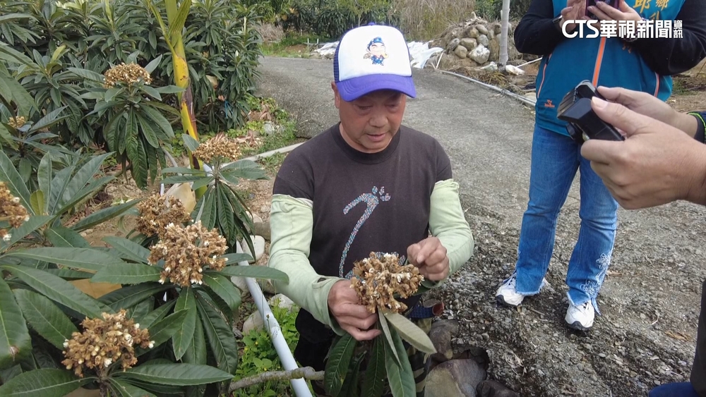 颱風.焚風害產量大減　春節恐吃不到枇杷