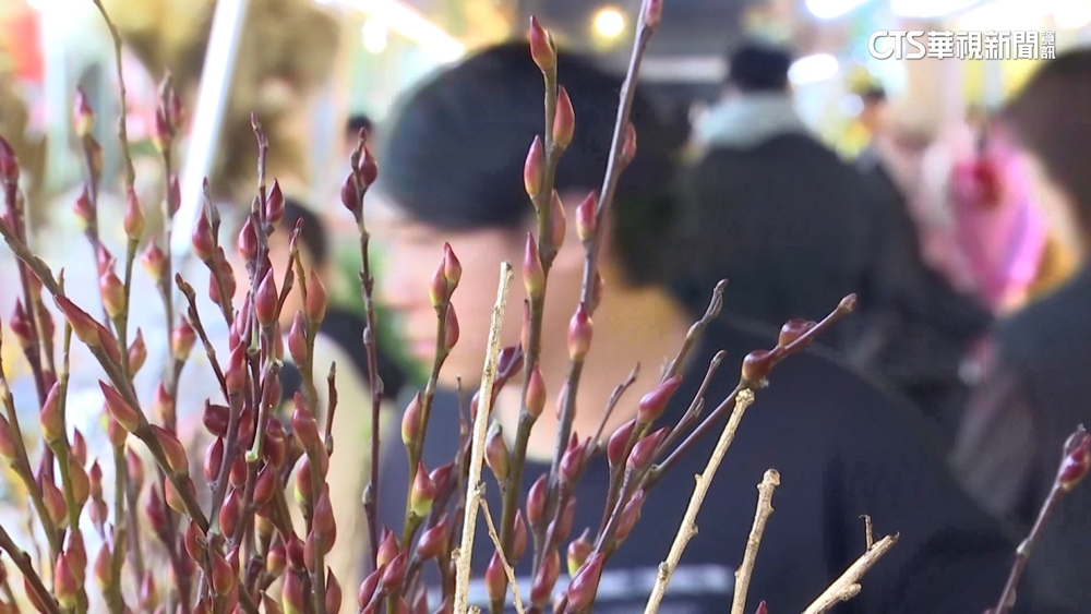 花開富貴！　年前買花人潮湧現　「銀柳」盆花耐放討喜