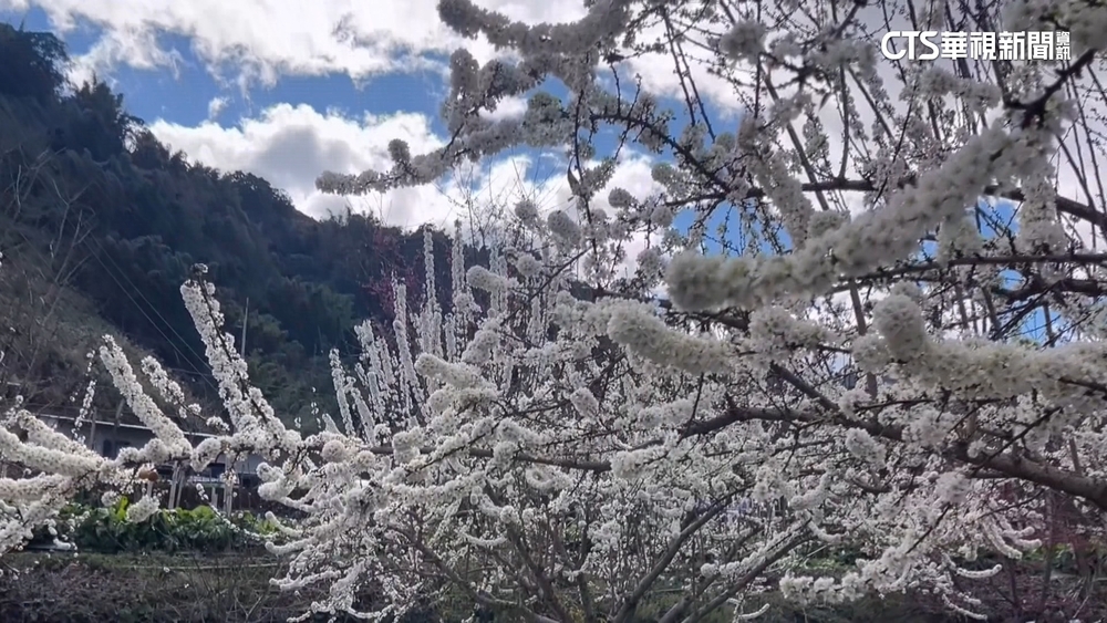 南投李花盛開如雪夢幻　山櫻花海似棉花糖超甜蜜