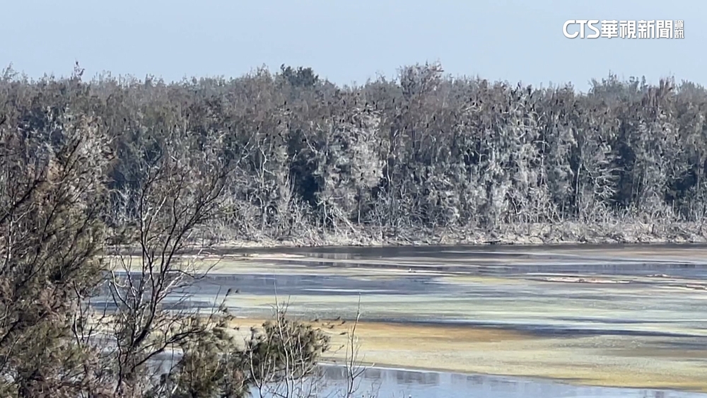 嘉義鰲鼓濕地「另類雪景」　竟是候鳥排泄物