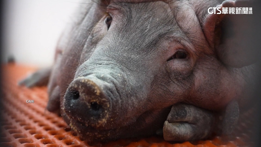 美公司「豬器官移植人體」恐感染！　FDA拒臨床實驗