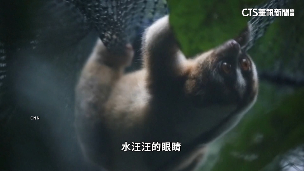 棲地大減.盜獵買賣　爪哇懶猴一度險滅絕