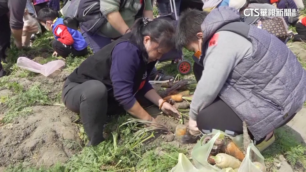 國際胡蘿蔔日3/2雲林登場　有望再現破萬人採摘