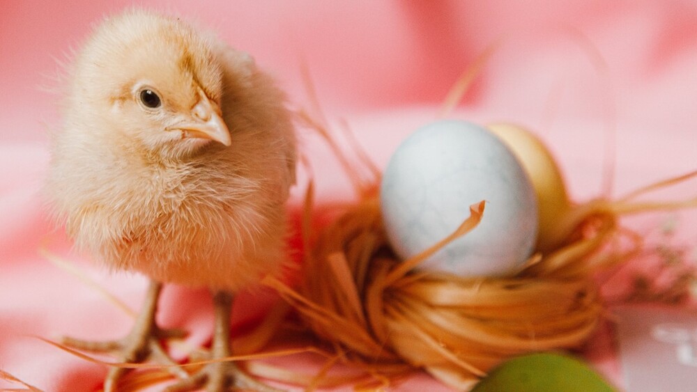 全球首例！ 中國女染H10N5禽流感+H3N2流感 3週內病逝