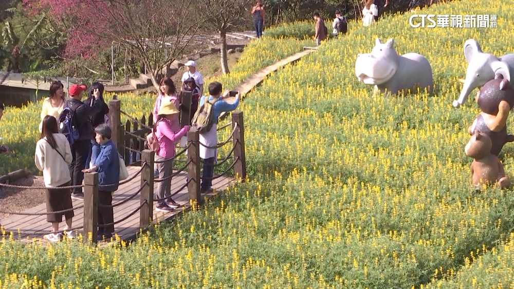 貓空樟樹步道魯冰花齊放！　民眾爭相合影