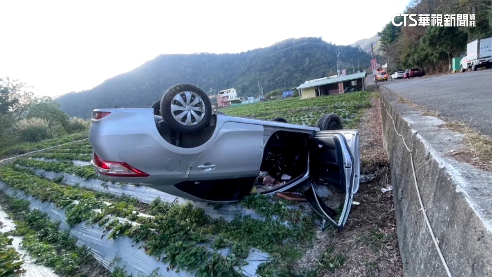 載爸媽採草莓　聊到忘我！過彎失控「躺」草莓園