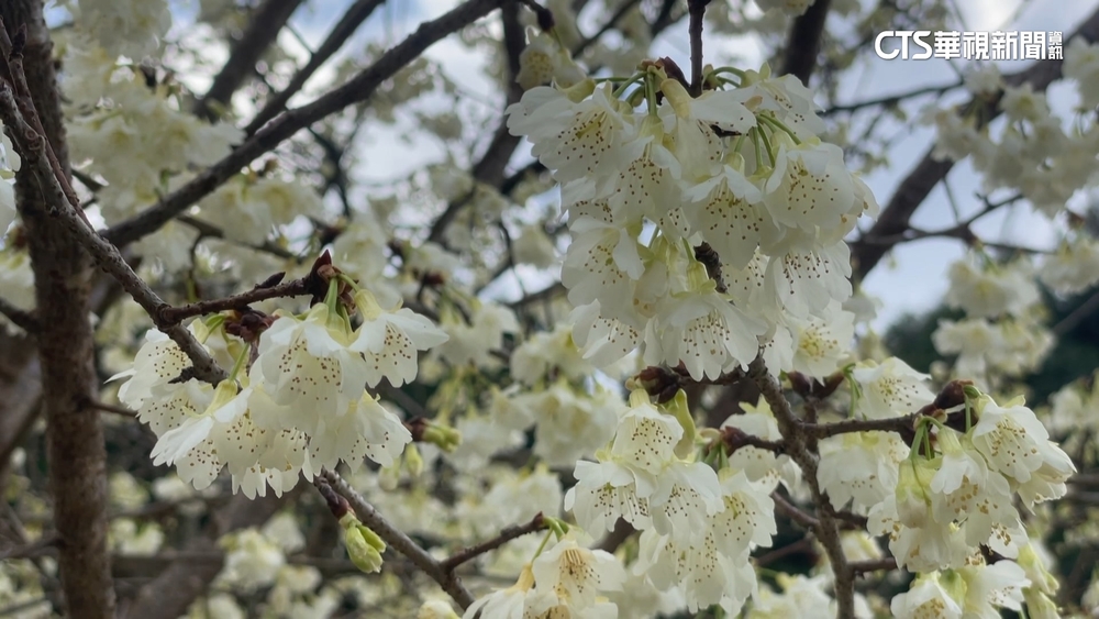 最佳賞花景點在南部　嘉.高.屏花海爭奇鬥豔！
