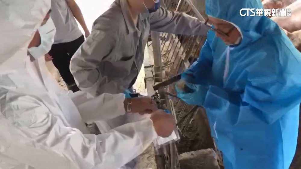 台糖豬肉片遭中市府「檢出瘦肉精」　各單位續追