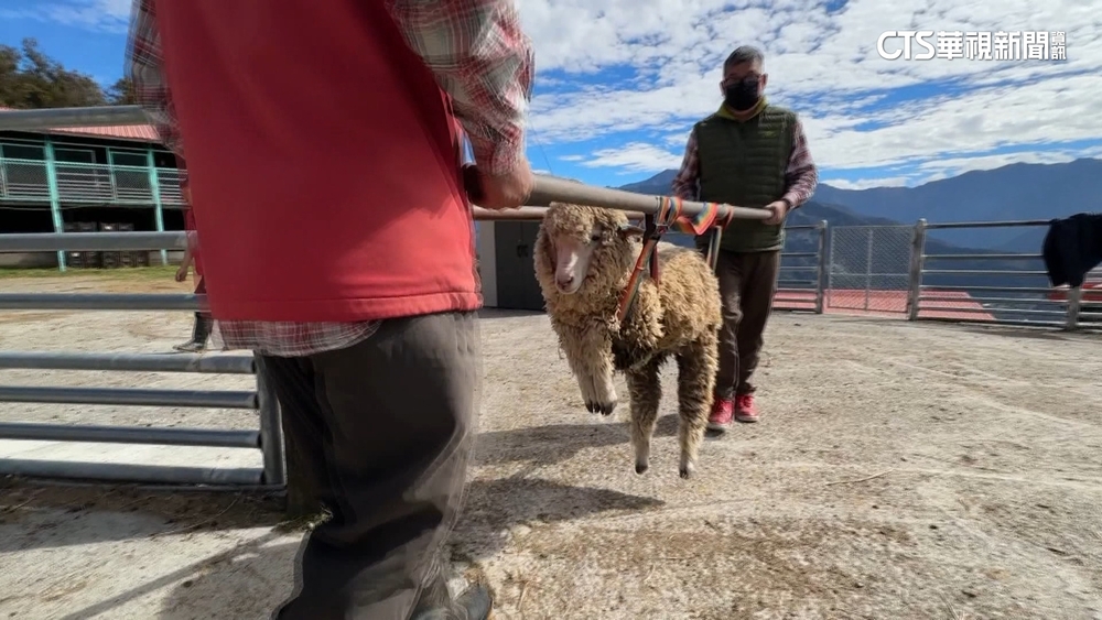 清境農場「咩仔救援隊」　外用藥.擔架救援受傷綿羊