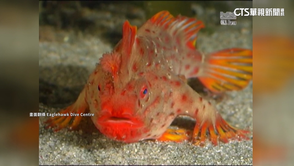 「海底走路魚」全球只100條！　科學家憂滅絕撈上岸飼養
