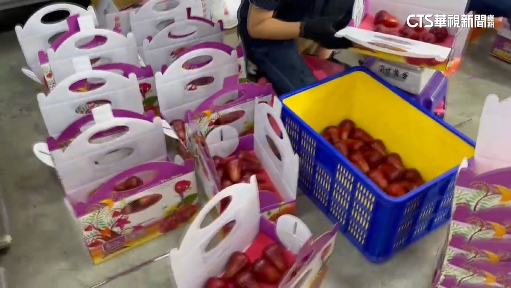 全台最大蓮霧產地　屏東南州1天2千箱「包到手軟」