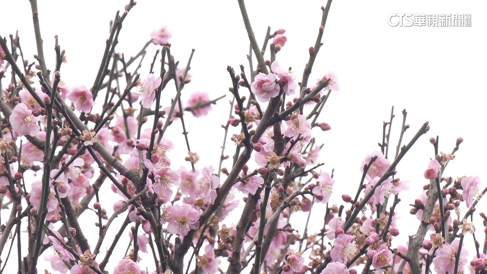 注意交管！陽明山花季登場　平菁街湧賞櫻人潮