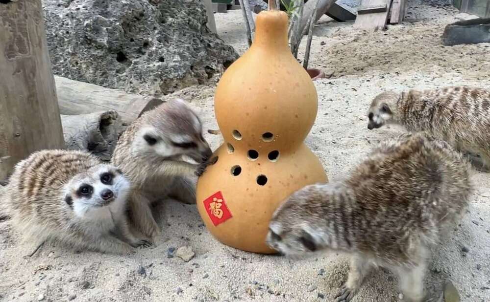 狐獴專心注視著葫蘆裡的麵包蟲。圖／壽山動物園